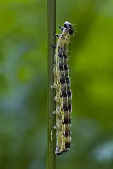 Large White, Cabbage Butterfly or Cabbage White -Pieris brassicae-, caterpillar Large White, Cabbage Butterfly or Cabbage White -Pieris brassicae-, caterpillar