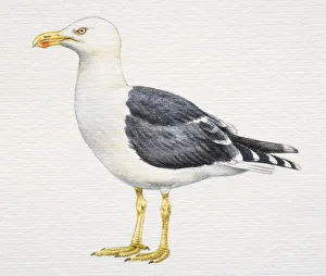Larus fuscus graellsi, Lesser Black-backed Gull, with grey and white plumage Larus fuscus graellsi, Lesser Black-backed Gull, with grey and white plumage