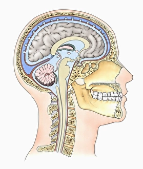 Lateral cross section through the skull showing the brain with intermediate layers Lateral cross section through the skull showing the brain with intermediate layers