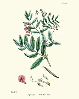 Lathyrus niger, black bitter vetch, Wildflower Floral Print Lathyrus niger, black bitter vetch, Wildflower Floral Print