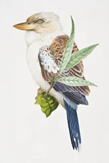 Laughing Kookaburra, Dacelo novaeguineae, brown and white bird with a grey tail on a Laughing Kookaburra, Dacelo novaeguineae, brown and white bird with a grey tail on a