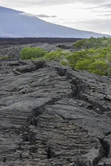 Lava field, Fernandina Island, Galapagos Islands, Ecuador Lava field, Fernandina Island, Galapagos Islands, Ecuador