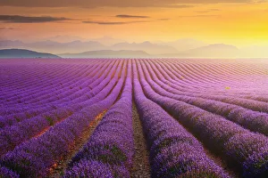 Lavander field at sunset in Provence, France Lavander field at sunset in Provence, France