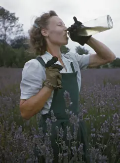 Lavender Field Photography Prints: Lavender Picking