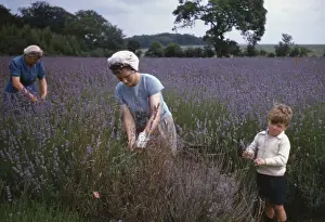 Daytime Outdoor Activities Prints: Lavender Picking