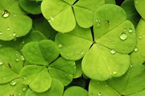Leaves of the wood sorrel -Oxalis acetosella- with dew drops Leaves of the wood sorrel -Oxalis acetosella- with dew drops