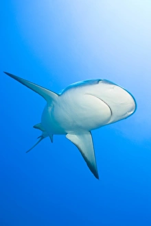 Lemon shark (Negaprion brevirostris), Bahamas Lemon shark (Negaprion brevirostris), Bahamas