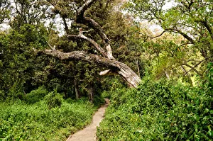 Lemosho trail in the forest, Kilimanjaro National Park Lemosho trail in the forest, Kilimanjaro National Park