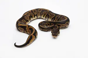 Prints of Leopard Ball Python or Royal Python -Python regius-, female Royal Python Prints: Female Leopard Ball Python Print