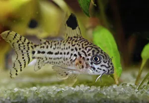 Leopard catfish -Corydoras julii-, freshwater aquarium, native to the Amazon Basin Leopard catfish -Corydoras julii-, freshwater aquarium, native to the Amazon Basin
