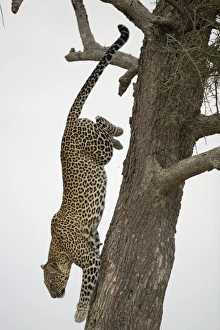 Leopard (Panthera pardus) climbing down tree trunk, side view Leopard (Panthera pardus) climbing down tree trunk, side view