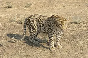 Leopard Namibia Prints: Leopard -Panthera pardus-, Khomas, Namibia