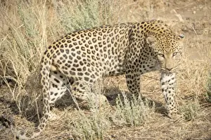 Leopard Namibia Prints: Leopard -Panthera pardus-, Khomas, Namibia
