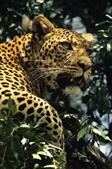 Leopard (Panthera pardus) watching from tree, Kenya Leopard (Panthera pardus) watching from tree, Kenya