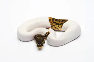 Prints of Leopard Piebald Ball Python or Royal Python -Python regius-, male Royal Python Prints: Leopard Piebald Ball Python Print