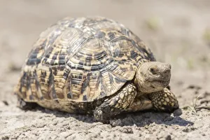 Leopard tortoise -Geochelone pardalis-, Mamili National Park, Caprivi Strip, Namibia, Africa Leopard tortoise -Geochelone pardalis-, Mamili National Park, Caprivi Strip, Namibia, Africa