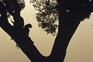 Two leopards (Panthera pardus) in tree at sunset, Kenya Two leopards (Panthera pardus) in tree at sunset, Kenya