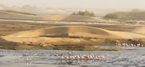 Lesser flamingos (Phoeniconaias minor) gathering to feed, Walvis Bay, Namibia Lesser flamingos (Phoeniconaias minor) gathering to feed, Walvis Bay, Namibia