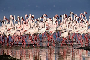 Lesser flamingos (Phoeniconaias minor) in lake Lesser flamingos (Phoeniconaias minor) in lake