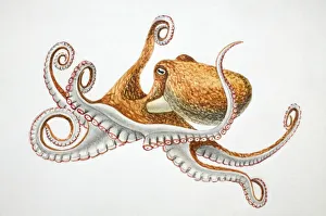 Lesser Octopus, Eledone cirrhosa, side view Lesser Octopus, Eledone cirrhosa, side view