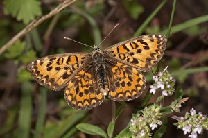 Lesser Spotted Fritillary -Melitaea trivia-, basking in sun, Lake Kerkini region, Greece Lesser Spotted Fritillary -Melitaea trivia-, basking in sun, Lake Kerkini region, Greece