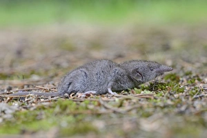 Lesser white-toothed shrew -Crocidura suaveolens-, Emsland, Lower Saxony, Germany Lesser white-toothed shrew -Crocidura suaveolens-, Emsland, Lower Saxony, Germany