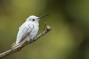 Leucistic Gem Leucistic Gem