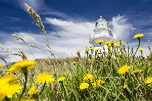 Lighthouse at Waipapa Point with clouds at back, Hawkweed -Hieracium- at front, Otara, Fortrose, Southland, New Zealand Lighthouse at Waipapa Point with clouds at back, Hawkweed -Hieracium- at front, Otara, Fortrose, Southland, New Zealand