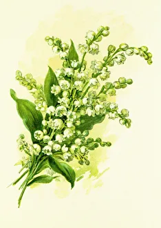 Lily of the valley 19 century illustration Lily of the valley 19 century illustration
