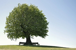 Linde -Tilia spec- with bench, solitary tree a hill, Rendsburg-Eckernfoerde district, Schleswig-Holstein, Germany Linde -Tilia spec- with bench, solitary tree a hill, Rendsburg-Eckernfoerde district, Schleswig-Holstein, Germany