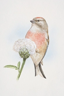 Linnet (Carduelis cannabina), illustration of small, slim finch Linnet (Carduelis cannabina), illustration of small, slim finch