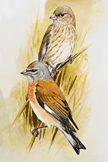 Linnet (Carduelis cannabina), male and female, perching on branches, looking away Linnet (Carduelis cannabina), male and female, perching on branches, looking away