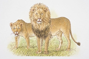 Lion and Lioness (panthera leo), front view Lion and Lioness (panthera leo), front view