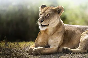 Lioness lying down Lioness lying down