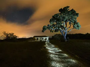 Lit night walk with light painting and oak Lit night walk with light painting and oak