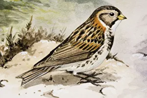 Little bunting (Emberiza pusilla), side view Little bunting (Emberiza pusilla), side view