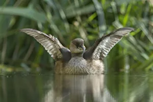 Little Grebe -Tachybaptus ruficollis-, female