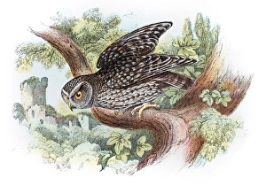 <b class=qtipBold><figcaption>Little owl engraving 1896</figcaption></b><br>Lloyd's Natural History - A Hand Book to the Birds of Great Britain by R. Bowlder Sharp - London 1896<br><em>© Roberto A Sanchez</em> Little owl engraving 1896