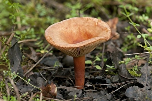 Liver Milkcap -Lactarius hepaticus-, mycorrhizal fungus, inedible Liver Milkcap -Lactarius hepaticus-, mycorrhizal fungus, inedible