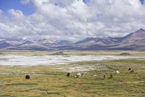 Llamas -Lama glama- in front of mountains, Putre, Arica y Parinacota Region, Chile Llamas -Lama glama- in front of mountains, Putre, Arica y Parinacota Region, Chile