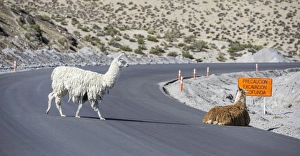 Llamas -Lama glama- on road, Putre, Arica y Parinacota Region, Chile Llamas -Lama glama- on road, Putre, Arica y Parinacota Region, Chile
