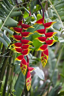 Lobster Claw, False-bird-of-paradise -Heliconia rostrata-, Atherton Tablelands, Queensland, Australia Lobster Claw, False-bird-of-paradise -Heliconia rostrata-, Atherton Tablelands, Queensland, Australia