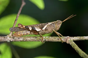 Locust or grasshopper -Xenocatantops humilis-, Thailand, Southeast Asia Locust or grasshopper -Xenocatantops humilis-, Thailand, Southeast Asia