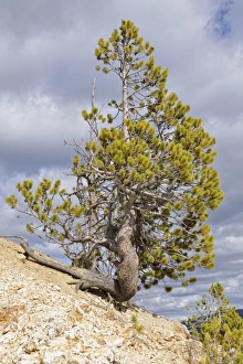 Lodgepole Pine or Shore Pine -Pinus contorta-, Grand Canyon of the Yellowstone River, Inspiration Point, North Rim Lodgepole Pine or Shore Pine -Pinus contorta-, Grand Canyon of the Yellowstone River, Inspiration Point, North Rim