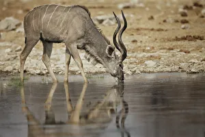 A lone kudu bull Tregalaphus strepsiceros standing in a water hole with reflection A lone kudu bull Tregalaphus strepsiceros standing in a water hole with reflection