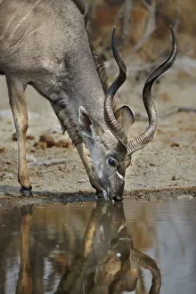 A lone kudu bull Tregalaphus strepsiceros at a water hole with reflection drinking A lone kudu bull Tregalaphus strepsiceros at a water hole with reflection drinking