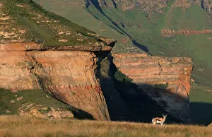 Lone Springbok (Antidorcas marsupialis) on Mountainous Landscape Lone Springbok (Antidorcas marsupialis) on Mountainous Landscape