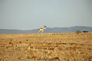 Lone Springbok (Antidorcas marsupialis) on Plain Lone Springbok (Antidorcas marsupialis) on Plain