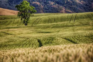 Lone tree among fields of wheat in Palouse region, Washington State, USA Lone tree among fields of wheat in Palouse region, Washington State, USA