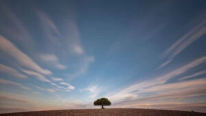 Simplicity in Focus: A Minimal Art Photography Collection: Lonely olive tree in the middle of a field